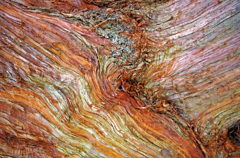 bark, tree, nature-1191937.jpg